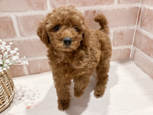 神奈川県のタイニープードル (ペッツファースト秦野店/2025年2月23日生まれ/女の子/レッド)の子犬