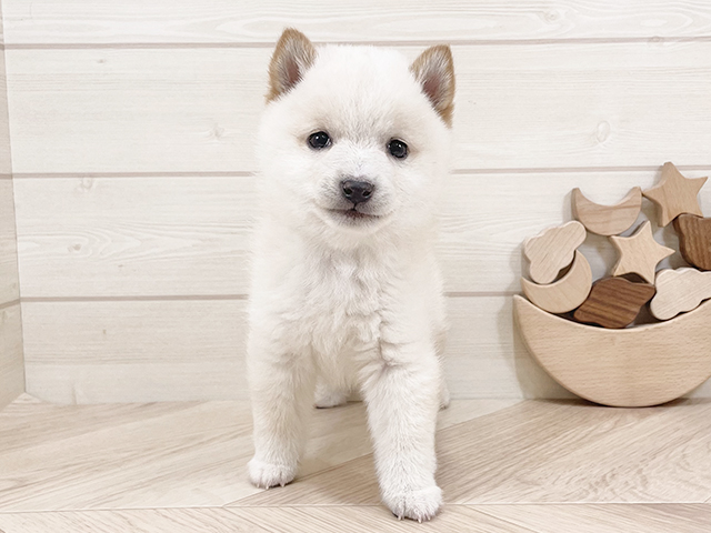 千葉県の豆柴 (ペッツファーストららぽーとTOKYO-BAY店/2025年2月23日生まれ/男の子/白)の子犬