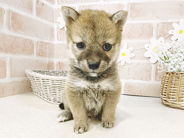 東京都の豆柴 (ペッツファーストお台場店/2025年2月22日生まれ/女の子/赤)の子犬
