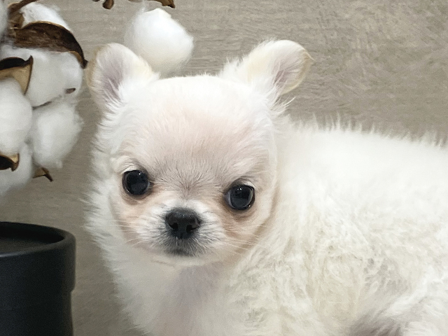 チワワ 茶屋町店 │ペッツファースト公式サイト