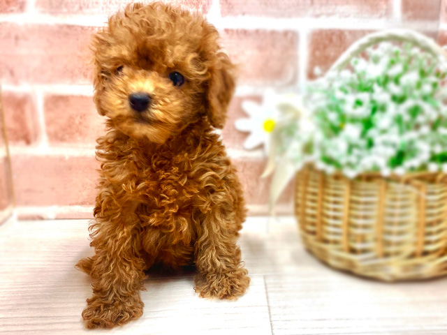 埼玉県のタイニープードル (ペッツファースト川越店/2025年2月20日生まれ/男の子/レッド)の子犬