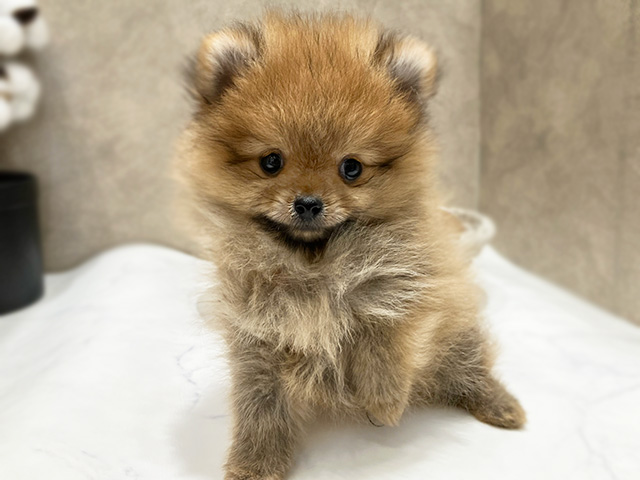 東京都のポメラニアン (ペッツファースト晴海店/2025年2月25日生まれ/男の子/オレンジ)の子犬