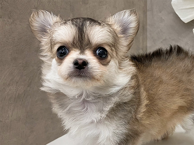 チワワ 久里浜店 │ペッツファースト公式サイト