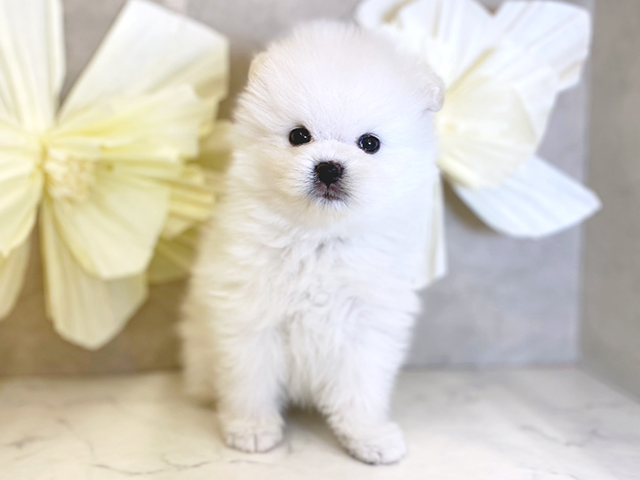 奈良県のポメラニアン (ペッツファースト橿原店/2025年2月24日生まれ/男の子/ホワイト)の子犬