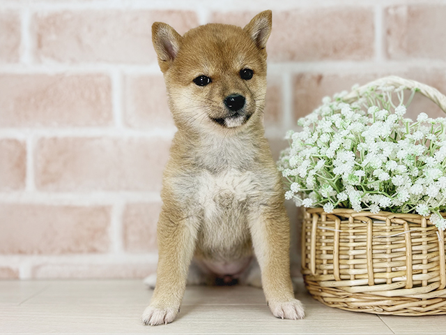 京都府の豆柴 (ペッツファースト京都店/2025年2月26日生まれ/女の子/赤)の子犬