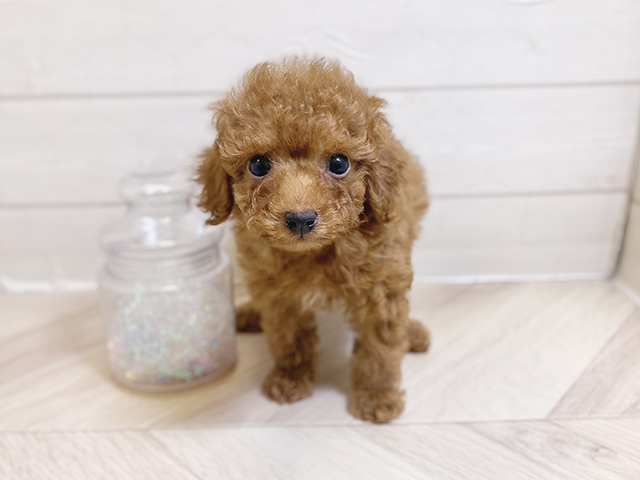 埼玉県のタイニープードル (ペッツファーストレイクタウン店/2025年2月26日生まれ/男の子/レッド)の子犬