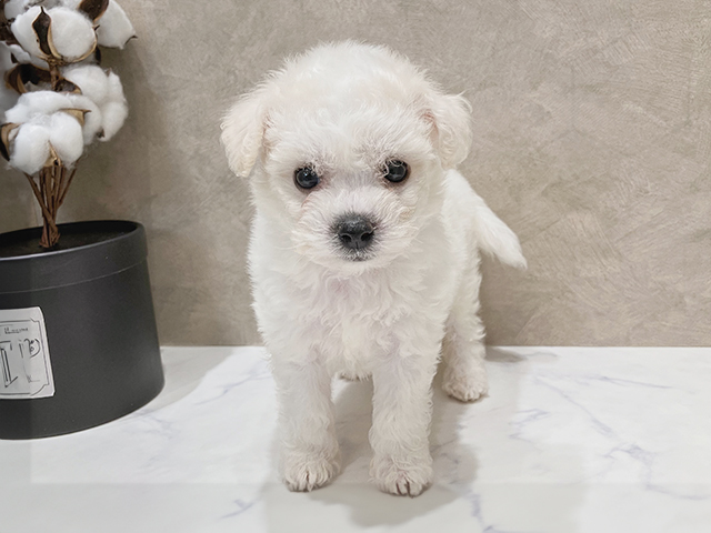 東京都のビションフリーゼ (ペッツファースト晴海店/2025年2月26日生まれ/女の子/ホワイト)の子犬