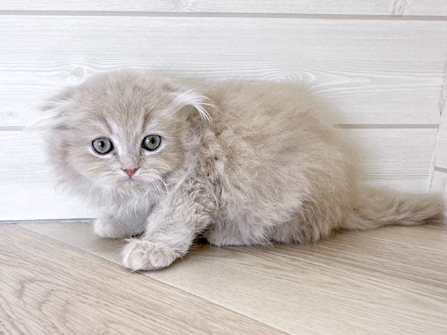 静岡県のスコティッシュフォールド (ペッツファースト富士宮店/2025年2月26日生まれ/男の子/クリームタビー)の子猫の2枚目の画像