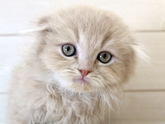 静岡県のスコティッシュフォールド (ペッツファースト富士宮店/2025年2月26日生まれ/男の子/クリームタビー)の子猫の3枚目の画像