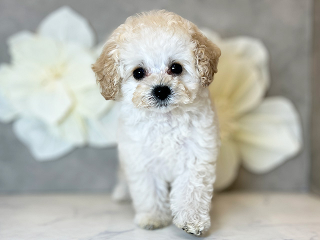東京都のタイニープードル (ペッツファースト下北沢店/2025年2月25日生まれ/女の子/シャンパン)の子犬