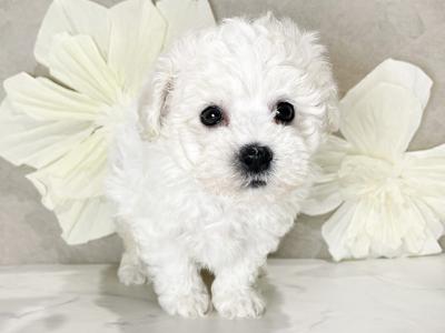 東京都のビションフリーゼ (ペッツファースト昭島店/2025年1月20日生まれ/女の子/ホワイト)の子犬