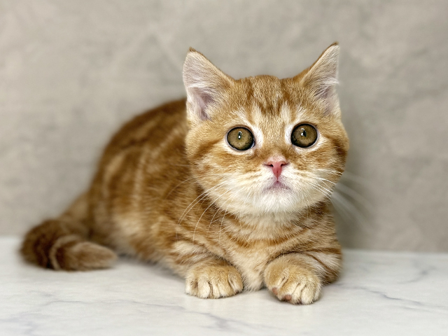 福岡県のマンチカン (ペッツファースト福津店/2025年2月21日生まれ/女の子/レッドタビー)の子猫