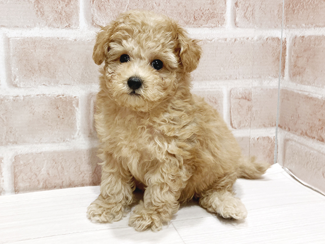 東京都のタイニープードル (ペッツファースト町田店/2025年2月25日生まれ/男の子/レッド)の子犬