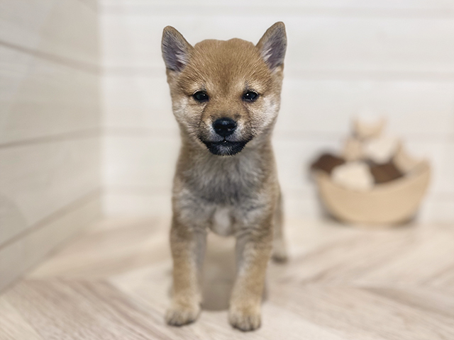 東京都の豆柴 (ペッツファースト吉祥寺本店/2025年2月27日生まれ/男の子/赤)の子犬