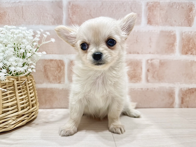 大阪府のチワワ(ロング) (ペッツファースト茨木店/2025年2月26日生まれ/男の子/クリーム)の子犬