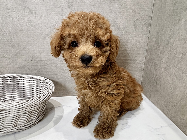 静岡県のタイニープードル (ペッツファースト富士宮店/2025年2月28日生まれ/男の子/レッド)の子犬