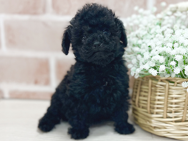 東京都のタイニープードル (ペッツファースト池袋店/2025年2月28日生まれ/女の子/ブラック)の子犬