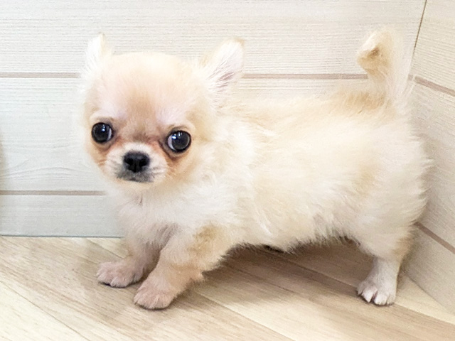 チワワ 広島府中店 │ペッツファースト公式サイト