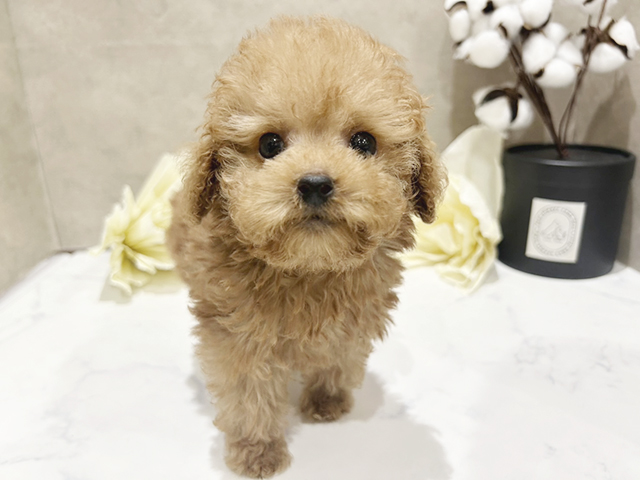 東京都のタイニープードル (ペッツファースト中野店/2025年3月1日生まれ/男の子/レッド)の子犬