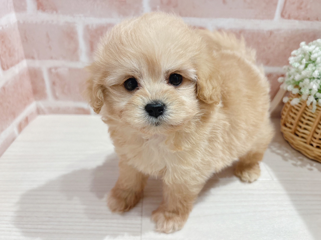 広島県のポメプー(ポメラニアン×プードル) (ペッツファースト宇品店/2025年3月1日生まれ/男の子/アプリコット)の子犬の2枚目の画像