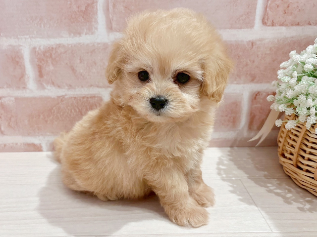 広島県のポメプー(ポメラニアン×プードル) (ペッツファースト宇品店/2025年3月1日生まれ/男の子/アプリコット)の子犬の3枚目の画像