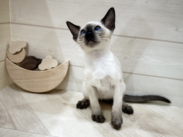 福岡県のシャム (ペッツファーストfor cats福岡天神店/2025年3月1日生まれ/男の子/シールポイント)の子猫