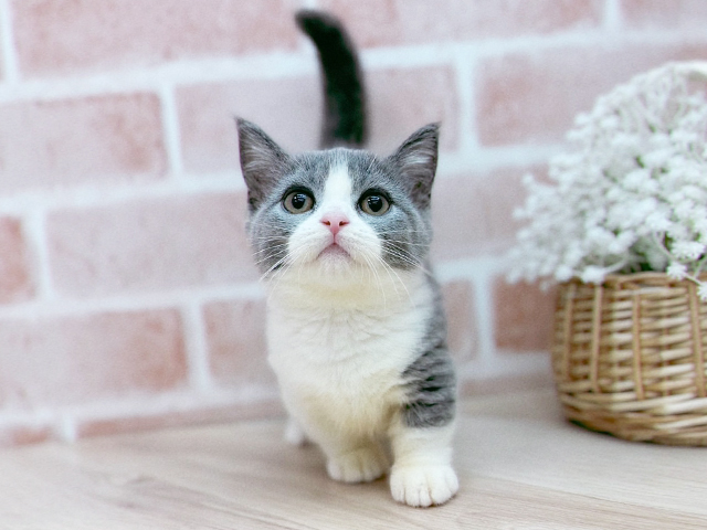 東京都のマンチカン (ペッツファーストfor cats武蔵小山店/2025年3月3日生まれ/女の子/ブルーホワイト)の子猫