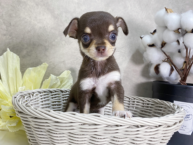 チワワ 福岡天神店 │ペッツファースト公式サイト