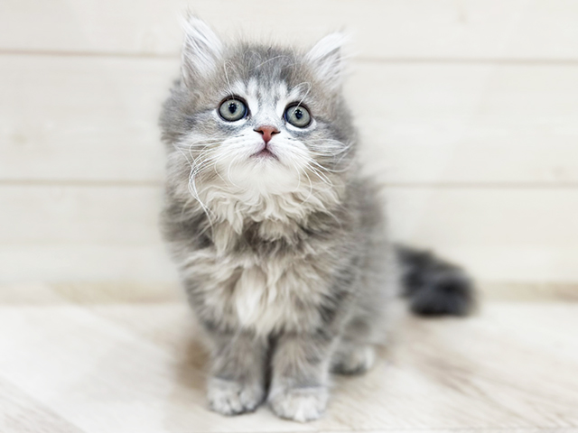 福岡県のサイベリアン (ペッツファーストfor cats福岡天神店/2025年3月2日生まれ/女の子/ブルーパッチドタビー)の子猫