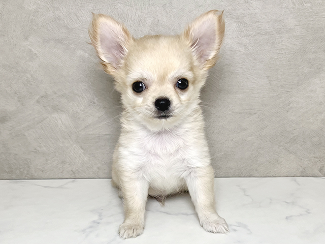 東京都のチワワ(ロング) (ペッツファースト神楽坂店/2025年3月2日生まれ/男の子/クリーム)の子犬