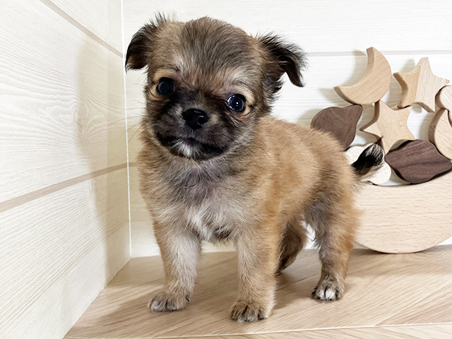 鳥取県のチワワ(ロング) (ペッツファースト日吉津店/2025年3月2日生まれ/男の子/フォーン)の子犬