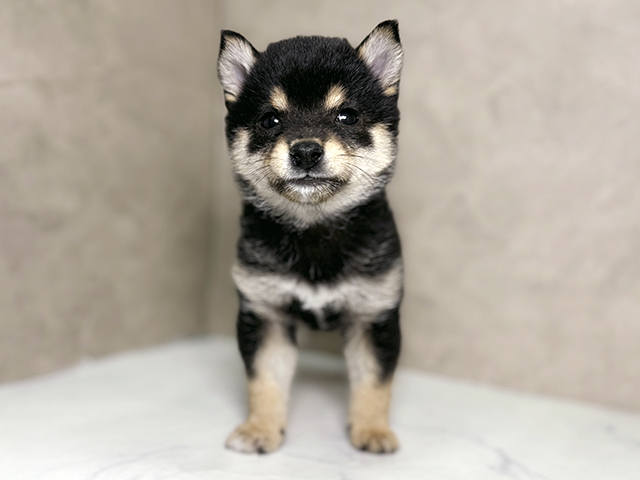 福岡県の豆柴 (ペッツファースト福津店/2025年3月3日生まれ/女の子/黒)の子犬