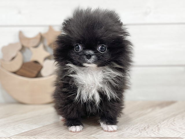 千葉県のハーフ犬・ミックス犬 (ペッツファーストららぽーとTOKYO-BAY店/2025年2月28日生まれ/女の子/ブラックホワイト)の子犬