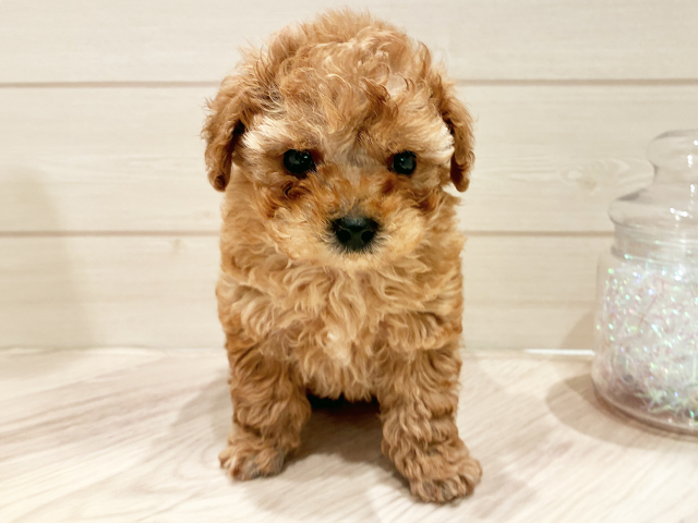 東京都のタイニープードル (ペッツファースト豊洲店/2025年3月3日生まれ/男の子/アプリコット)の子犬