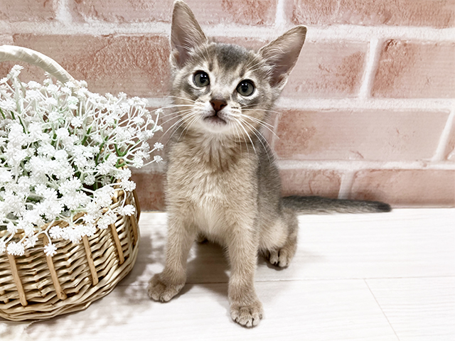 東京都のアビシニアン (ペッツファースト町田店/2025年3月3日生まれ/男の子/ブルー)の子猫