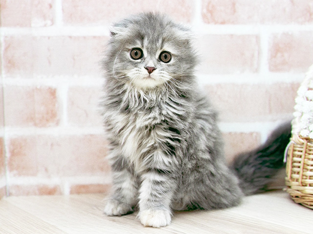 東京都のスコティッシュフォールド (ペッツファーストfor cats武蔵小山店/2025年3月4日生まれ/女の子/ブルーパッチドタビー)の子猫