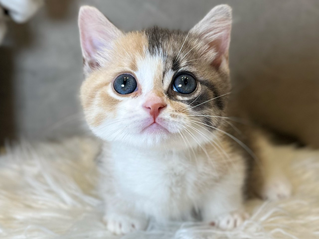 2025年3月6日生まれのマンチカンの3枚目の写真