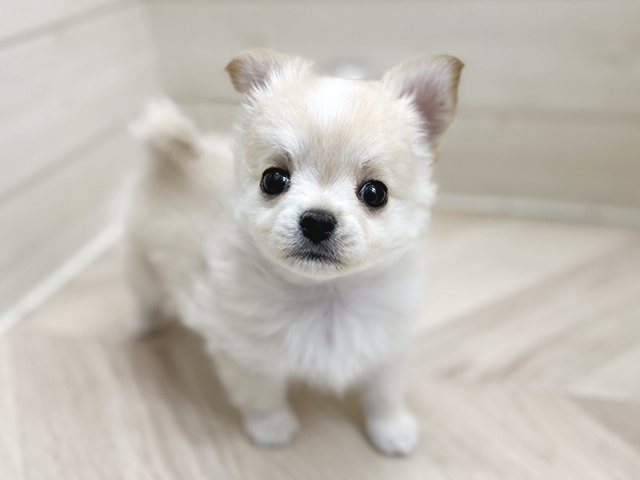 2025年3月3日生まれのチワワ(ロング)の3枚目の写真
