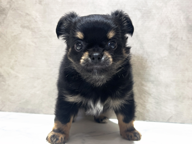 秋田県のチワワ(ロング) (ペッツファースト秋田店/2025年3月3日生まれ/男の子/ブラックタン)の子犬
