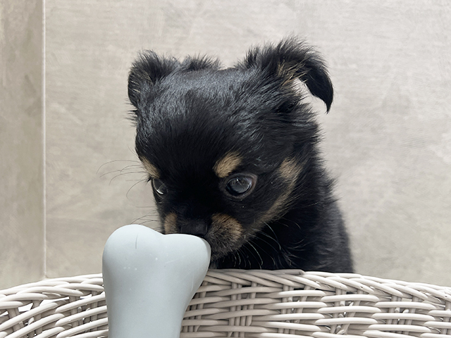 2025年3月3日生まれのチワワ(ロング)の3枚目の写真