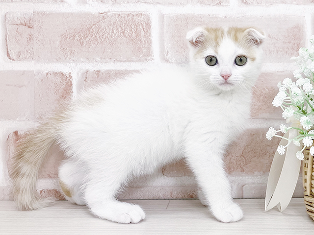 2025年2月26日生まれのスコティッシュフォールドの2枚目の写真