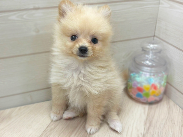 埼玉県のポメラニアン (ペッツファーストふじみ野店/2025年3月7日生まれ/女の子/クリーム)の子犬