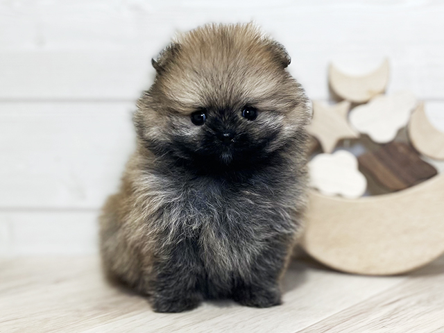 東京都のポメラニアン (ペッツファースト吉祥寺本店/2025年3月8日生まれ/男の子/オレンジ)の子犬