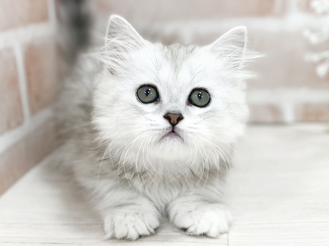 東京都のミヌエット (ペッツファースト池袋店/2025年3月3日生まれ/男の子/シルバータビー)の子猫