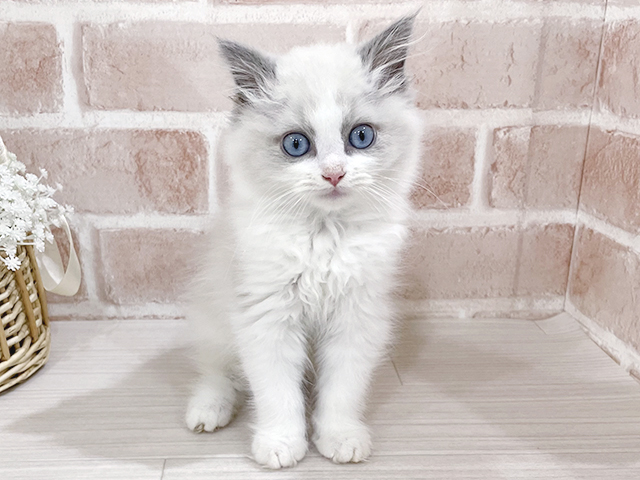 神奈川県のラグドール (ペッツファーストfor cats横浜元町店/2025年3月7日生まれ/女の子/ブルーポイントバイカラー)の子猫