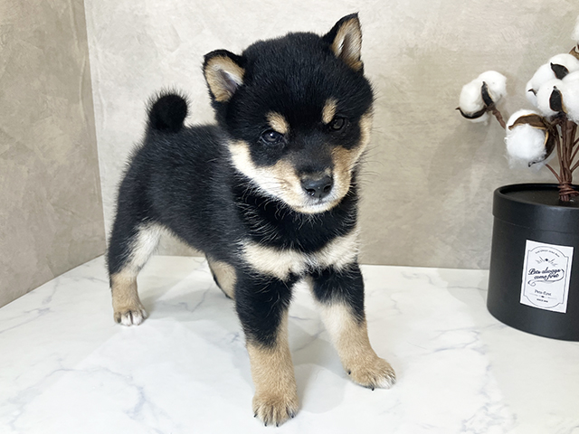 東京都の豆柴 (ペッツファーストららぽーと立川立飛店/2025年3月7日生まれ/男の子/黒)の子犬
