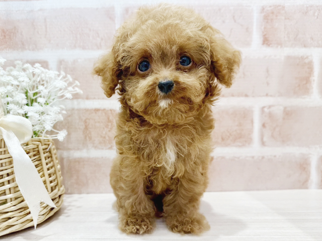大阪府のタイニープードル (ペッツファースト茨木店/2025年3月7日生まれ/男の子/レッド)の子犬