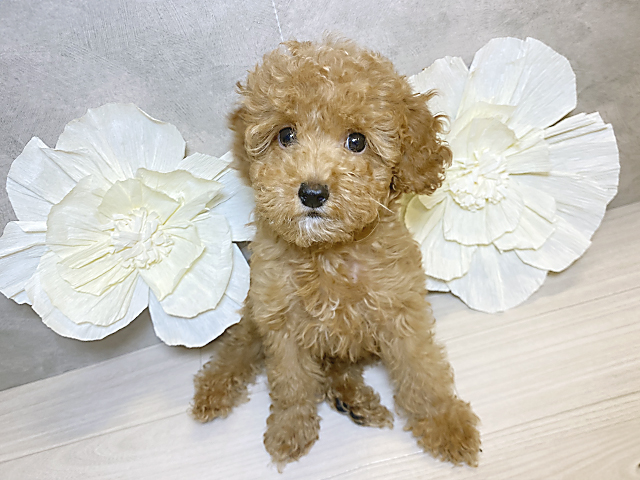 神奈川県のトイプードル(トイ) (ペッツファースト茅ヶ崎店/2025年3月7日生まれ/女の子/レッド)の子犬
