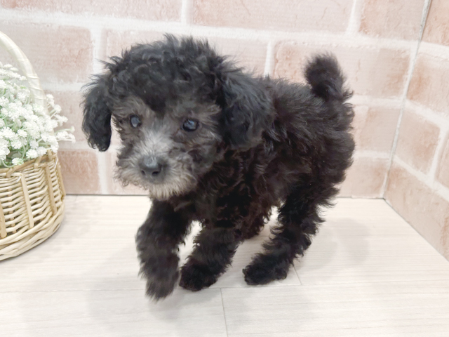 東京都のトイプードル(トイ) (ペッツファースト広尾店/2025年3月10日生まれ/女の子/シルバー)の子犬