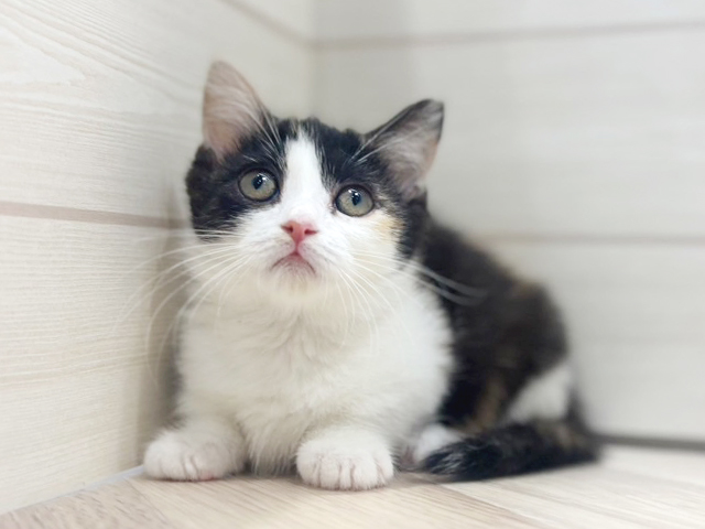 大阪府のマンチカン (ペッツファースト梅田店/2025年3月7日生まれ/女の子/キャリコ)の子猫